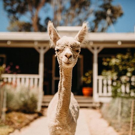 Margaret River Holiday Cottages Eksteriør billede