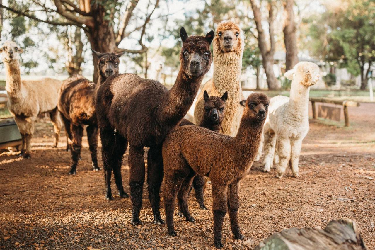 Margaret River Holiday Cottages Eksteriør billede