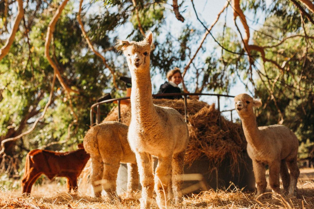 Margaret River Holiday Cottages Eksteriør billede