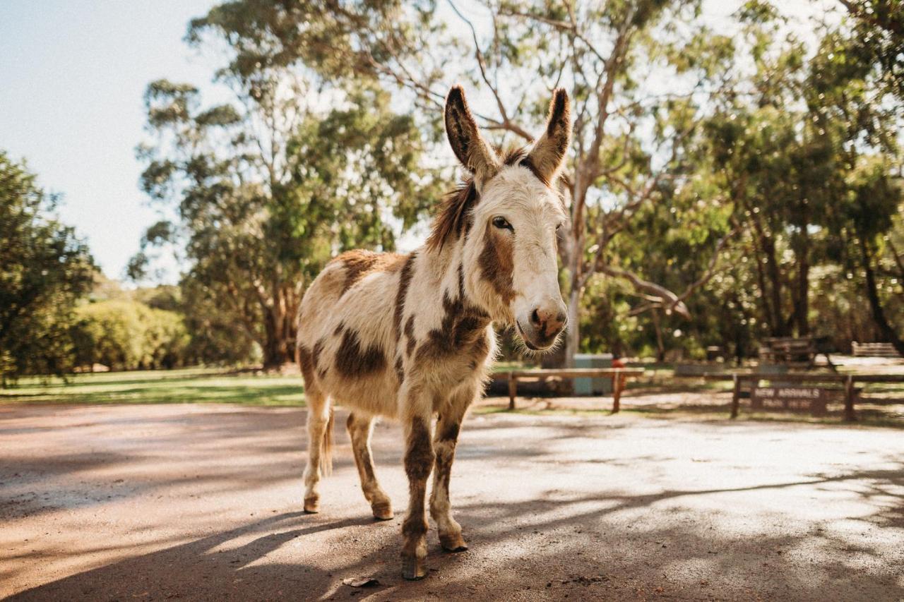 Margaret River Holiday Cottages Eksteriør billede