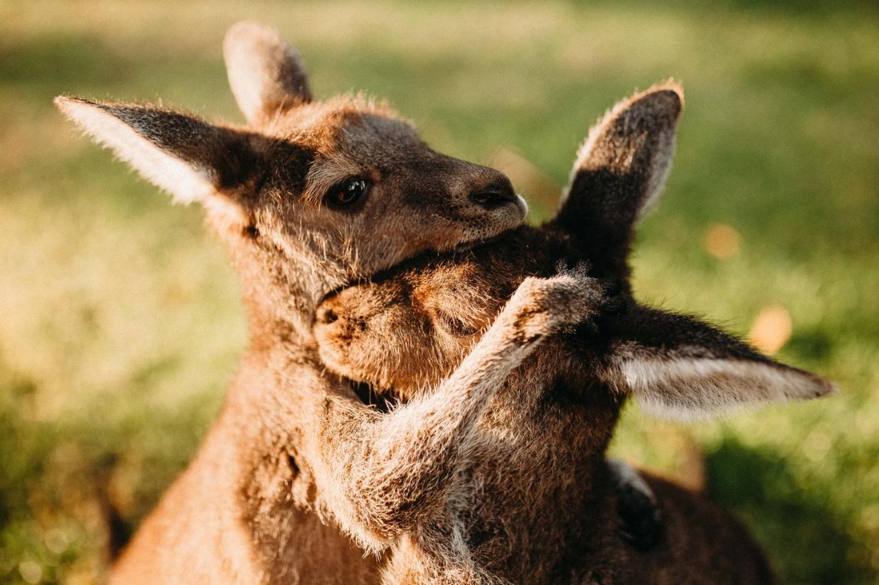 Margaret River Holiday Cottages Eksteriør billede