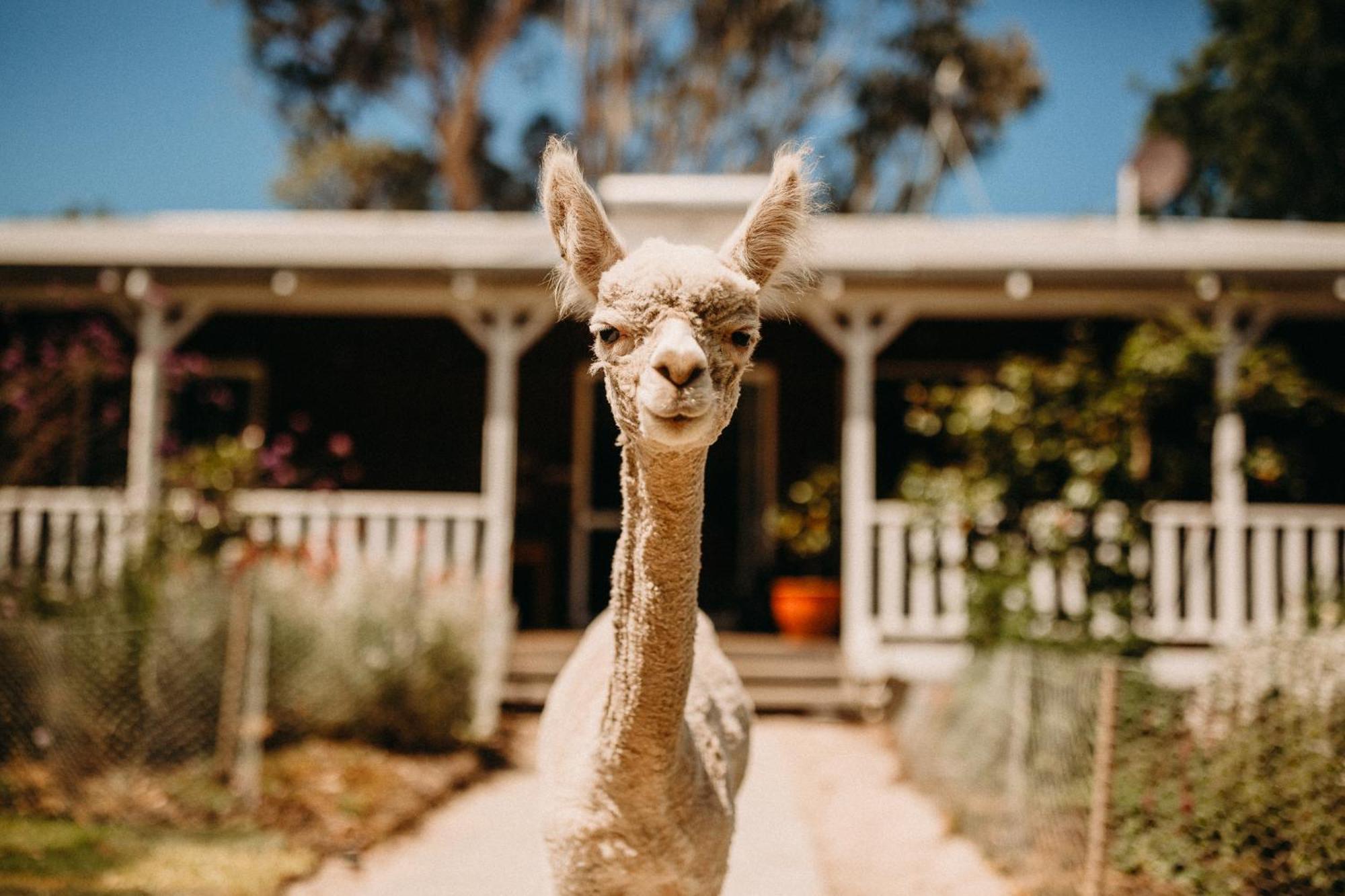 Margaret River Holiday Cottages Eksteriør billede